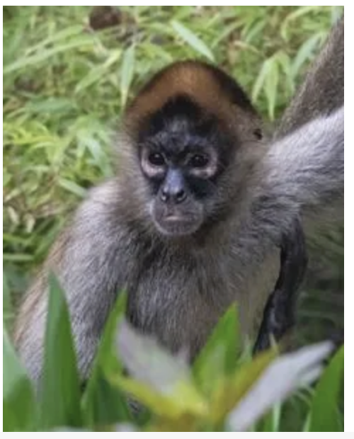 There’s New Monkey Business Happening at CT’s Beardsley Zoo