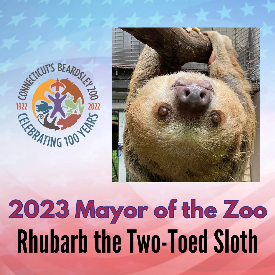 CT’s Beardsley Zoo’s New Mayor is Rhubarb the Two-Toed Sloth!